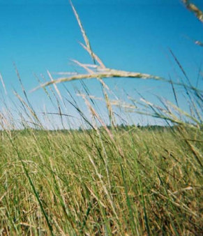 View of rice bed harvested and wood parched for your enjoyment